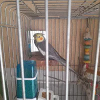 عروس هلندی و طوطی برزیلی با قفس|پرنده|یزد, |دیوار