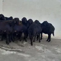 بره‌ماده‌قره‌قزل