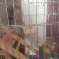 ۷ تا عروس هلندی به همراه قفس و لوازم ۴ تومان|پرنده|مشهد, آبکوه|دیوار