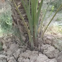 حراج