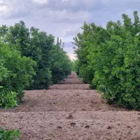 باغچه-1000-متری-برق-دار-شهر-منتظران