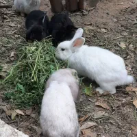 فروش خرگوش لپ موقعیت ایسین