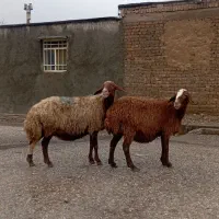 میش پستان کرده