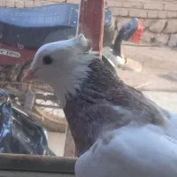 طوقی صرب کفتر صرب کله سینه نقش رنگی|پرنده|خانمیرزا, |دیوار