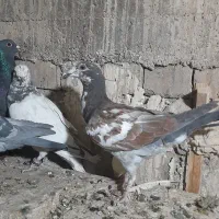 پلاکی|پرنده|شیراز, عادل آباد|دیوار
