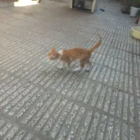 بچه گربه|گربه|آزادشهر, |دیوار