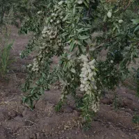 نهال بادام در یاسوج