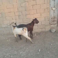 دوعددبز|حیوانات مزرعه|چمران, |دیوار