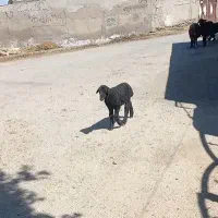گوسفندبادوتا بره دوقلو گم شده