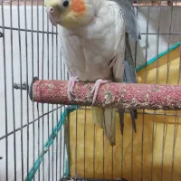 عروسهلندی نر و ماده|پرنده|میناب, |دیوار
