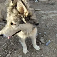 سگ هاسکی نر|سگ|کرمانشاه, |دیوار