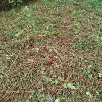 چمنزنی و علفزنی با دستگاه|خدمات باغبانی و درختکاری|لولمان, |دیوار