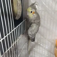 عروس هلندی نر ماده و ماده تک|پرنده|مشهد, شهید معقول|دیوار