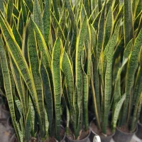 گل طبیعی آپارتمانی سانسوریا ابلق12شاخه ریشه پر