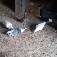 ۱۰کبوتر فروشی|پرنده|خوسف, |دیوار