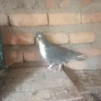 یک جفت  نر کفتر ساده سیا|پرنده|ایرانشهر, |دیوار