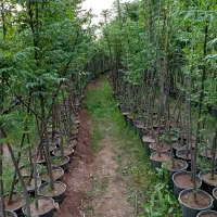 نهال های زیتون تلخ برای زینتی گلدانی ارتفاع ۳ متر|خدمات باغبانی و درختکاری|شیراز, شهرک سراج|دیوار