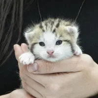 گربه بریتیش وایت میکس