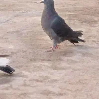 ی کبوتر پرشی ساعت سنگین