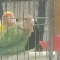 طوطی برزیلی|پرنده|تهران, سعادت‌آباد|دیوار