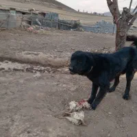 واگزاری سگ قدرجانی|سگ|کیار, |دیوار