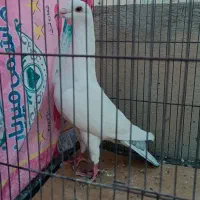 نوک گنده زد خوردی|پرنده|قم, انسجام|دیوار