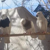 کبوتر|پرنده|بیستون, |دیوار