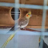 طوطی عروس هلندی