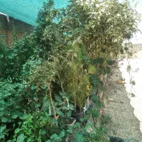 درخت ونهال|گل و گیاه طبیعی|اصفهان, قهاب جنوبی|دیوار