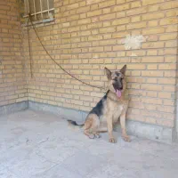 سگ ژرمن