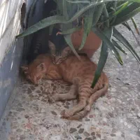 نگهداری از یک گربه