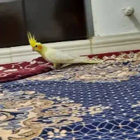 عروس هلندی لوتینیو و گلباقالی|پرنده|اندیشه, اندیشه فاز ۱|دیوار