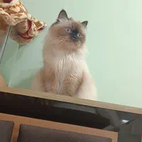 گربه هیمالین