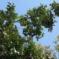 دو درخت خرمالوی دل گاوی وپیوندی بسیارپربار|خوردنی و آشامیدنی|مشکین‌دشت, |دیوار