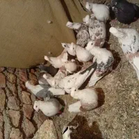 کبوتر گرده دار