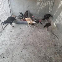 تعدادی جوجه و خروس لاری و چابهاری