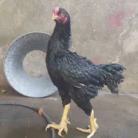 افغان خالص