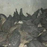 نیمچه جهادی 3ماهه نیم