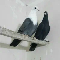 کله سفید جوانه قاب بدون غلط