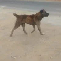 سگ گله ای نگهبان|سگ|آسارا, |دیوار