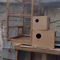 قفس و لانه پرنده|لوازم جانبی حیوانات|ایرانشهر, |دیوار