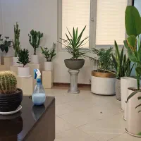 باغبانی باغچه گلدون وهرسکاری سم پاشی  گیاهان|خدمات باغبانی و درختکاری|تهران, جهاد|دیوار