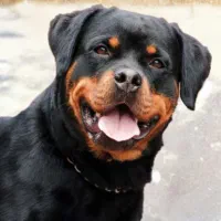 سگ روتوایلر