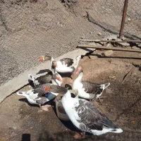 غاز|حیوانات مزرعه|ساوه, |دیوار