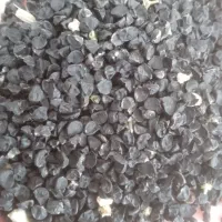 بذر پیاز محلی