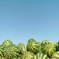 هندوانه