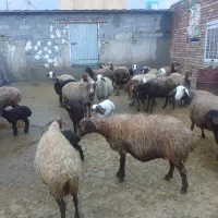 20 عدد میش و 10 عدد بره|حیوانات مزرعه|صحنه, |دیوار