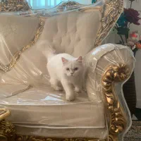 گربه اسکاتیش بازیگوش زیبا|گربه|مشهد, کوشش|دیوار