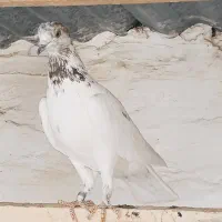 کبوتر|پرنده|سیرجان, |دیوار