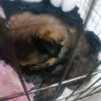 سگ پامر روباهی|سگ|یزد, |دیوار